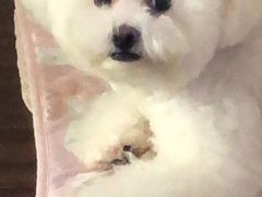 -艾贝尔宠物诊疗