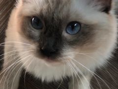 -70cat德文卷毛猫·缅因猫纯种猫舍
