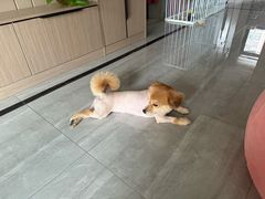 -艾贝尔宠物医院 ·内科全科(梁溪路店)