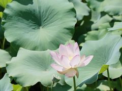 -滕州微山湖红荷湿地景区