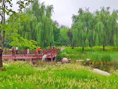 -莲花池公园