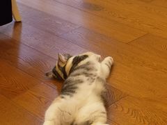 -圣宠动物医院·犬猫专科·影像中心·外科中心