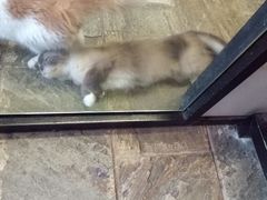 -猫咪博物馆(顶澳仔猫街店)