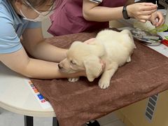 -瑞鹏宠物医院·猫科·宠保定点(梅溪湖分院)