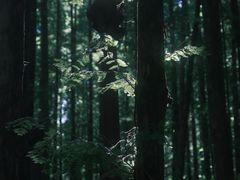 -山王坪喀斯特国家生态公园