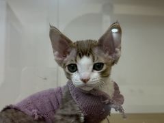 -青奢宠物·青奢猫舍