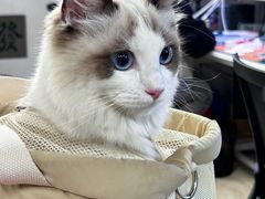 -鸿漾科技·手机维修·回收换新(上海旗舰店)