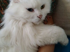 android_upload_pic-Anne猫窝咖啡屋
