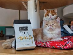 -飞行喵MR PILOT|猫舍·猫咖(静安大融城店)