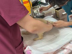 -艾贝尔宠物医院 ·中兽医·宠保定点(北门桥店)