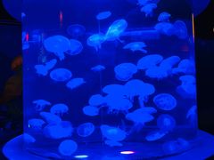 -太平洋海底世界