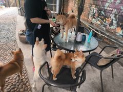 -柴犬高等学院·狗咖·柴犬售卖·宠物训练