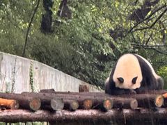 -鸡鸣汤包(红山动物园店)