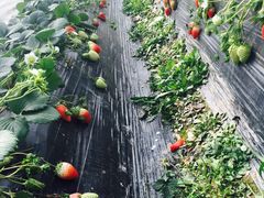 -恒绿农产品草莓采摘园