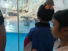 -帝企鹅自助餐厅•儿童岛•真企鹅(长隆企鹅酒店)