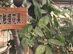 -北戴河集发农业梦想王国