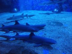 -成都浩海立方海洋公园