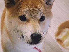 -柴迷FANS CLUB·柴犬狗咖·猫咖