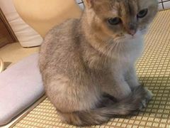 -喵屿·大理花园猫咖