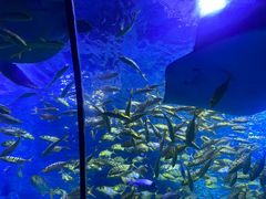 -太平洋海底世界