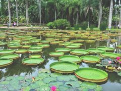 -中国科学院西双版纳热带植物园