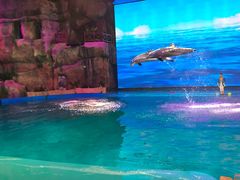 -芜湖新华联大白鲸海洋公园