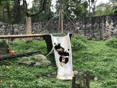 -都江堰中华大熊猫苑
