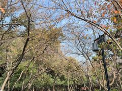 -红梅公园