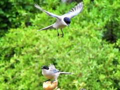 -上海共青森林公园