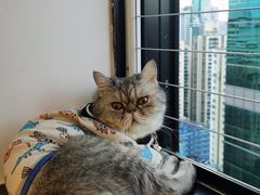 -楼上猫咖(罗湖店)