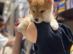 -逗柴咖啡屋·狗咖猫咖宠物桌游