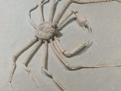 -贝壳王国博物馆
