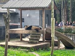 -中国大熊猫保护研究中心雅安碧峰峡基地