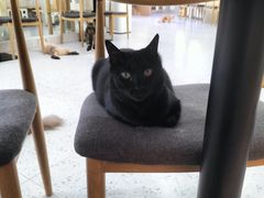 -喵园·猫主题咖啡厅·撸猫·猫咖(国贸店)