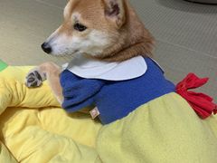 -逗柴咖啡屋·狗咖猫咖宠物桌游