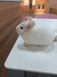 -Moni星球萌宠·小马宝莉·灵蛇·高端高阶全萌宠互动体验俱乐部(红豆国际广场店)