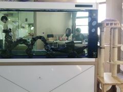 -喵园·猫主题咖啡厅·撸猫·猫咖(国贸店)