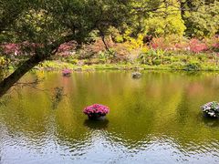 -深圳仙湖植物园