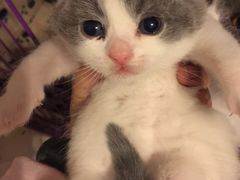 -爱宠屋pet shop·宠物洗澡·宠物美容