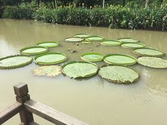 -大湾区中央湿地公园