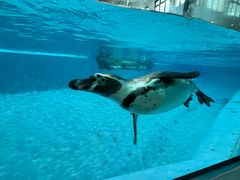 -帝企鹅自助餐厅•儿童岛•真企鹅(长隆企鹅酒店)