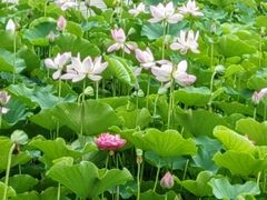 -莲花池公园