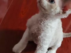 -佑安动物医院·全科·内窥镜中心(幸福巷店)