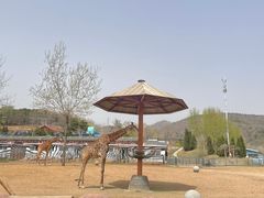 -大连森林动物园