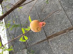-广州神农草堂中医药博物馆
