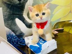 -欣宠猫屋·矮脚拿破仑·蓝金金渐层