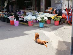 -循礼门鲜花花市(武汉循礼门店)