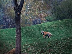 -北京野生动物园
