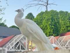 -J Create城市露营咖啡·简餐·宠物(上海动物园店)