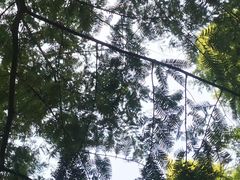 -黄海国家森林公园